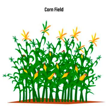 Field of corn on a white background isolated. Vector illustration Stock Illustration
