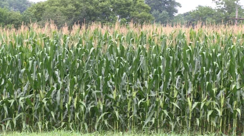 Field Corn Wide 動画素材 36984772