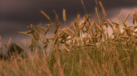 A field of corn in the wind Stock Footage 11319661