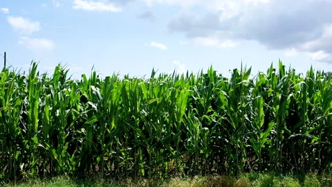Field of corn in the wind Stock-Footage 135714987