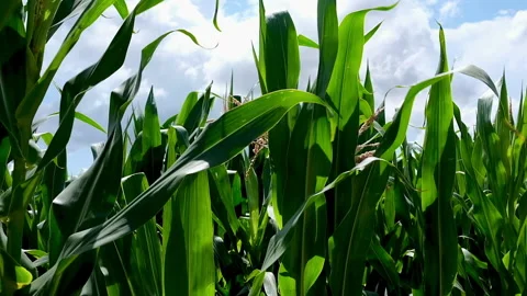 Field of corn in the wind Stock Footage 135715001