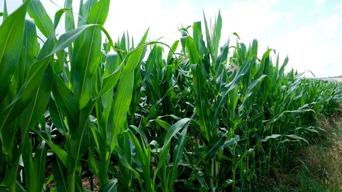 Field of corn in the wind Stock Footage 135821168