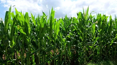 Field of corn in the wind Stock Footage 135821245