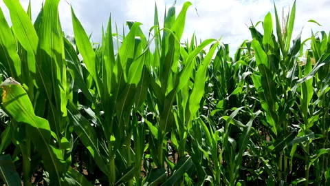 Field of corn in the wind Stock Footage 135821246