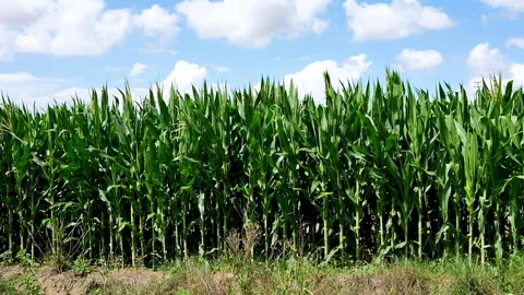 Field of corn in the wind Stock Footage 135821248