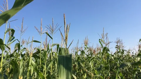 Field of corn. wind noise. corn on the background of the sky. Stock Footage 95598063
