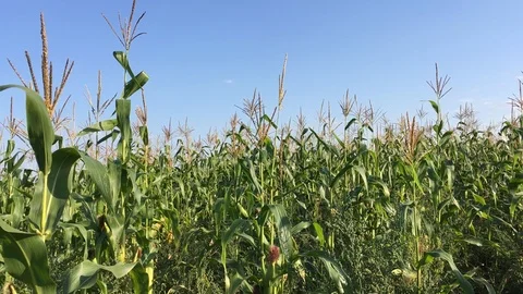 Field of corn. wind noise. corn on the background of the sky. Stock Footage 95598074