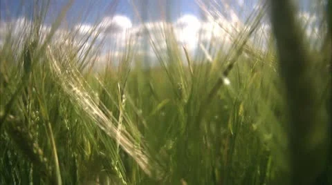 A field of corn in the wind a sunny day Stock Footage 11287662
