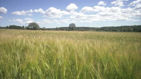 A field of corn in the wind a sunny day Stock Footage 11287667