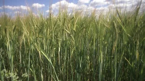 A field of corn in the wind a sunny day Stock Footage 11287668