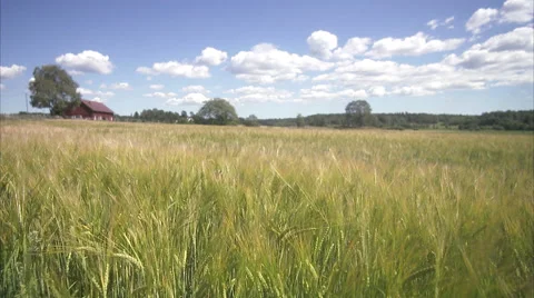 A field of corn in the wind a sunny day, Sweden. Stock Footage 51850302