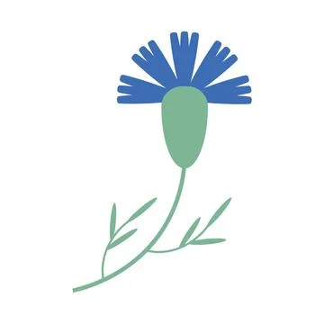 Field cornflower flower vector isolated. flat style Stock Illustration