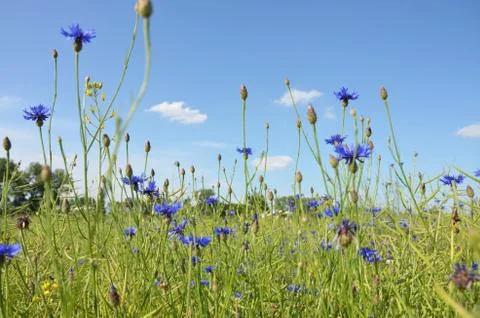 Field of cornflower  Stock Photos