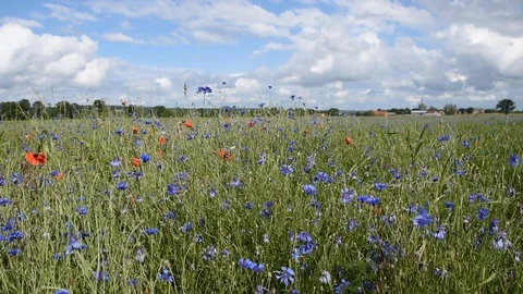 Field of cornflowers Stock Footage 109559220