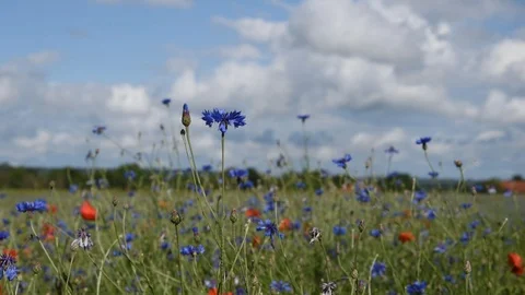 Field of cornflowers Stock Footage 109560018