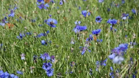 Field of cornflowers Stock Footage 109560269