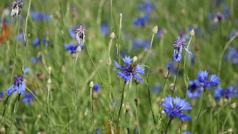Field of cornflowers Stock Footage 109561352