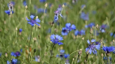 Field of cornflowers Stock Footage 109561375