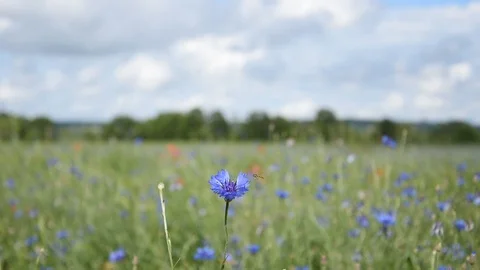 Field of cornflowers Stock Footage 109561457