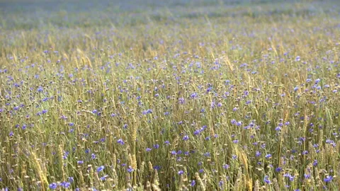 Field with Cornflowers Stock Footage 136859190
