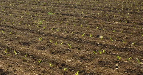 Field with corns Video stock 144414209