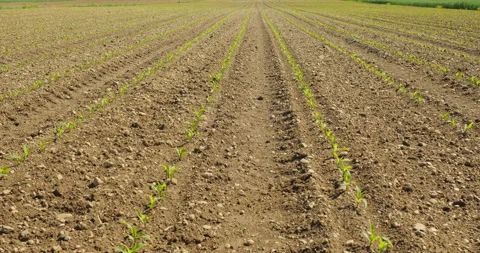 Field with corns Stock Footage 144414981