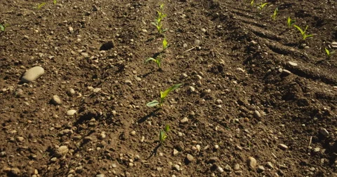 Field with corns Stock Footage 144416287