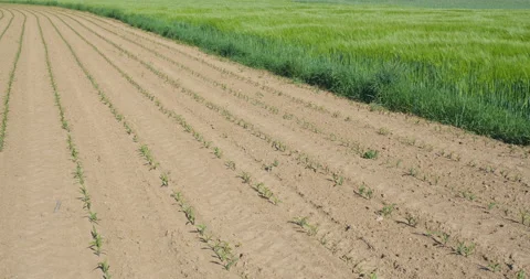 Field with corns Stock Footage 144418103