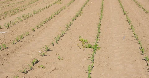 Field with corns Video stock 144418179