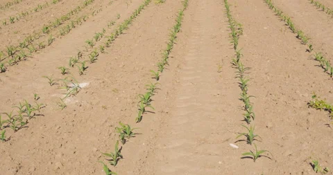 Field with corns Stock Footage 144418230