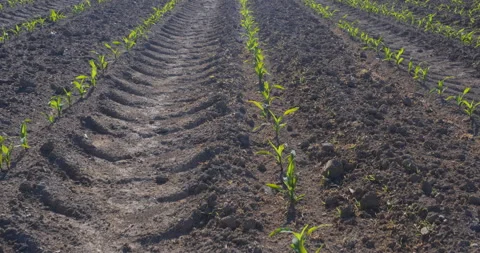 Field with corns Video stock 144418746