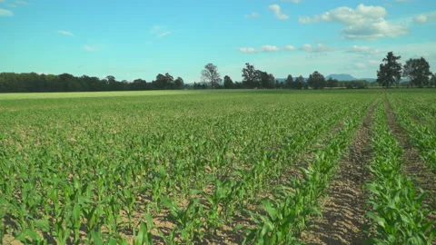 Field with corns Video stock 144475313