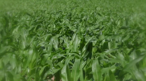 Field of cornstalks Stock Footage 49835574