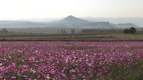 Field of Cosmos flowers with mountains in the background. Video stock 80477904