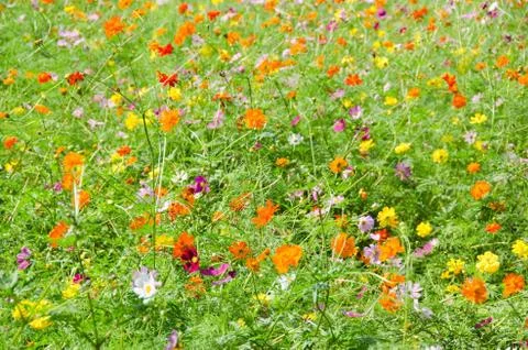A field of cosmos flowers Stock Photos