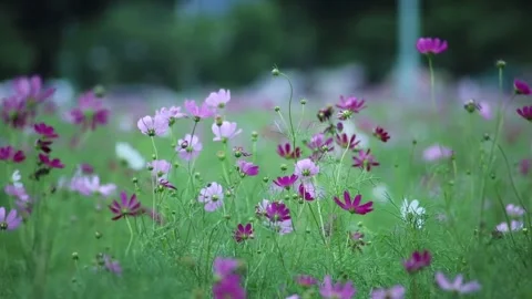 A Field of Cosmos Flowers in Soft Focus, Displaying Delicate Pink and Purpl.. Stock Footage 295753989