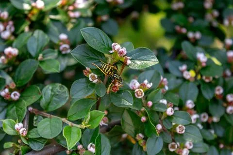 A Field of Cotoneaster and a Small Wasp Stock Photos