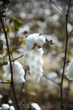 Field of Cotton Stock Photos