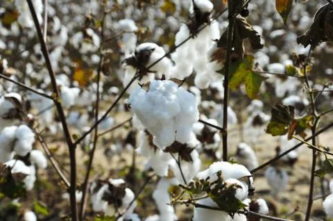 Field of Cotton Stock Photos