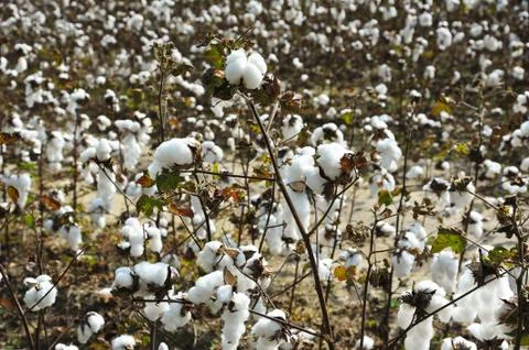 Field of Cotton Stock Photos