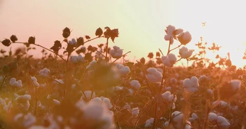 A field of cotton ready to harvest at sunset Stock Footage