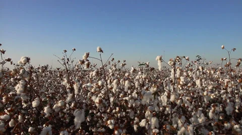 Field  of cottons  video Stock Footage 36531739