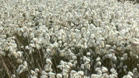 Field of cottonsedge Stock Footage 24603044