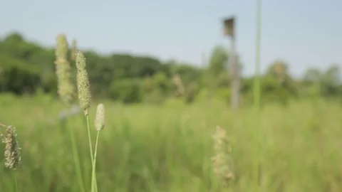 Field on the countryside Stock Footage
