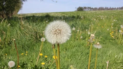 A field in the countryside Stock Footage 241366565