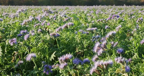 Field with cover crop Stock Footage 221693923