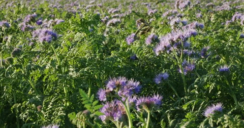 Field with cover crop Stock Footage 221694667