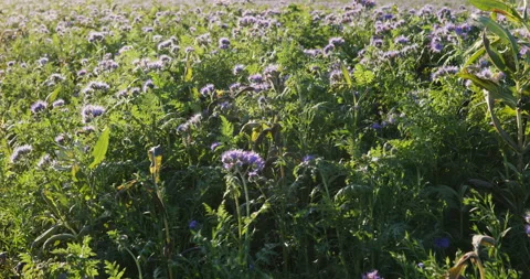 Field with cover crop Stock Footage 221694940