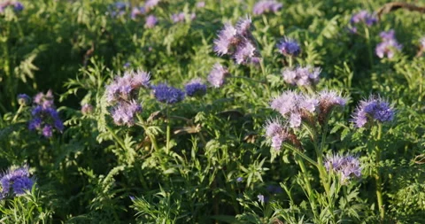 Field with cover crop Stock Footage 221695493