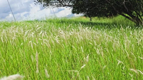 Field covered in cogon grass gently swaying in the breeze. 4K background Video stock 324202663